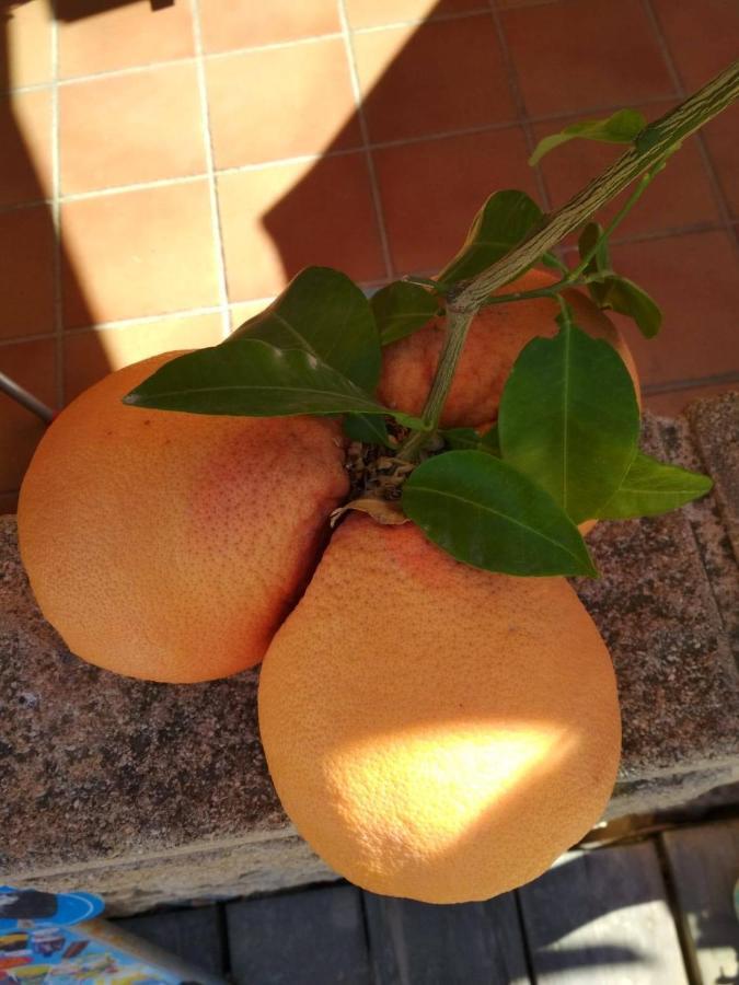 Appartamento Apartamento VISTA Torrevieja Esterno foto